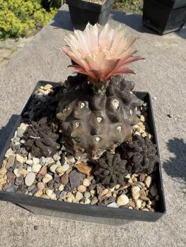 Eriosyce occulta